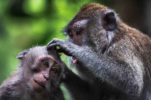 Довгохвостові Макаки Займаються Класичною Поведінкою Лісі Убуд Мавпа Убуд Балі — стокове фото