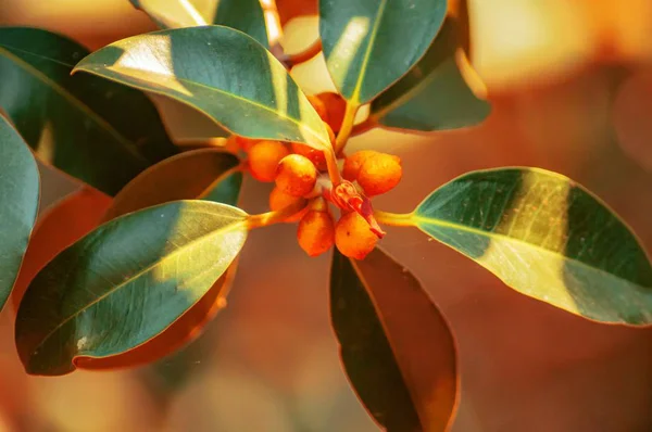 Primer plano de una planta exótica con pequeñas frutas naranjas y hojas verdes —  Fotos de Stock