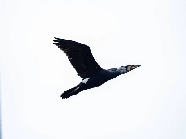 Schwarz-weißer Doppelhaubenkormoran fliegt frei im Freien — Stockfoto