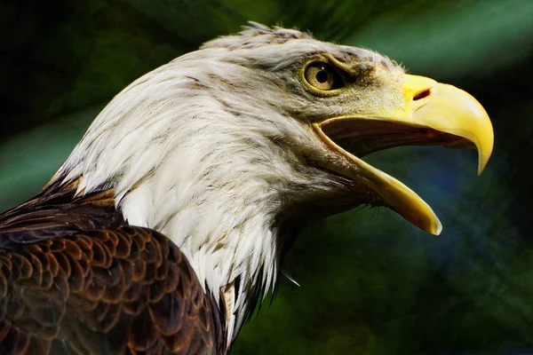 Closeup tiro de uma águia dourada com a boca aberta e um fundo borrado — Fotografia de Stock