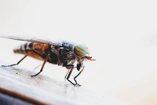 Fechar-se de uma mosca marrom andando sobre uma mesa com um belo fundo branco — Fotografia de Stock