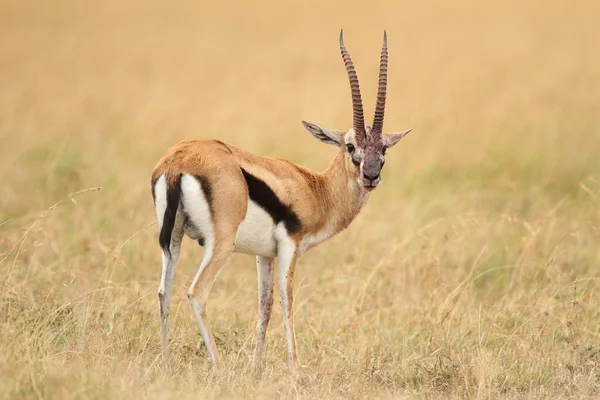 Beautiful view of a thompson's gazelle in the middle of a field covered with grass — Stock Photo, Image