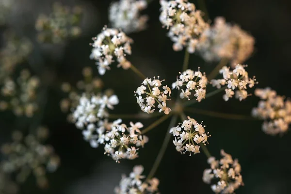 Fleurs Blanches Fleurissant Automne — Photo