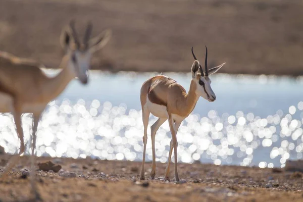 Lindos springboks em pé na costa perto de um lago — Fotografia de Stock