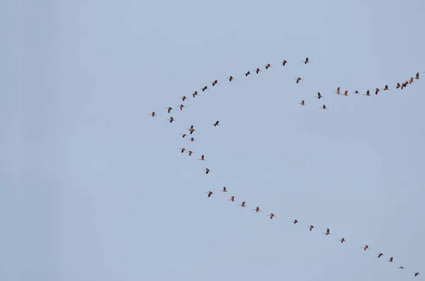 Tiefflug einer Gruppe von Vögeln, die in den blauen Himmel fliegen — Stockfoto