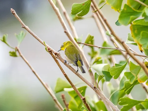 Selektiv fokusbild av en söt exotisk fågel som står på en trädgren mitt i en skog — Stockfoto