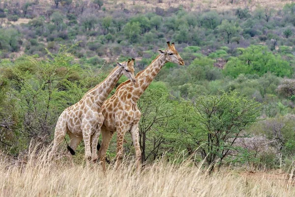 一对长颈鹿屹立在自然界中 周围是树木 背景模糊 — 图库照片