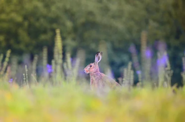 A selective focus shot of a rabbit standing in a grassy field