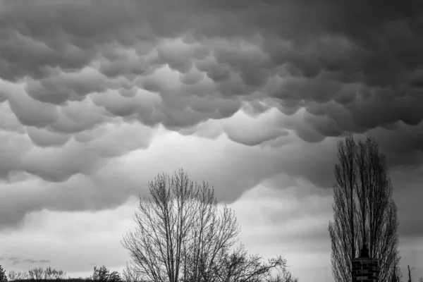 Scala di grigi colpo di alberi alti sotto le belle nuvole di tempesta — Foto Stock