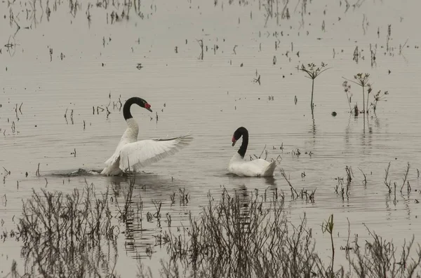 两只黑颈天鹅在池塘里游泳的美丽景色 — 图库照片