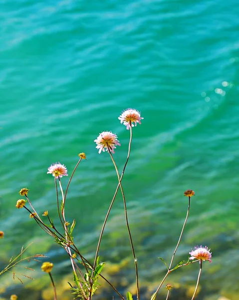 Verticale selectieve focusopname van Asteraceae wilde bloemen aan de kust van de oceaan — Stockfoto