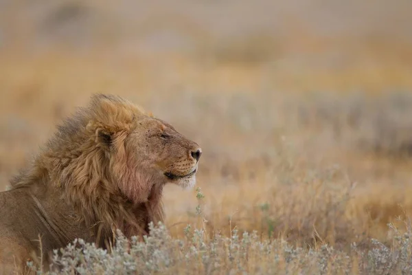 Magnífico León Descansando Orgullosamente Entre Hierba Medio Campo —  Fotos de Stock