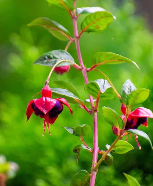 Closeup of Fuchsia surrounded by greenery under sunlight with a blurry background — Stock Photo, Image
