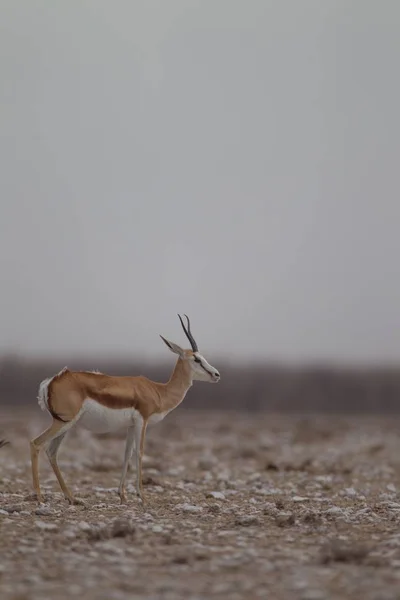 Tiro vertical de un hermoso springbok en medio del desierto —  Fotos de Stock