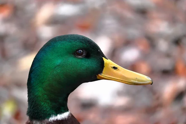 Close-up tiro de um pato verde com um fundo desfocado — Fotografia de Stock