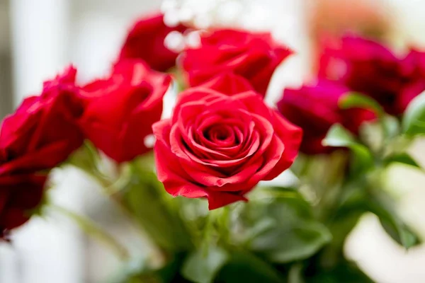背景模糊的红玫瑰的特写镜头 — 图库照片