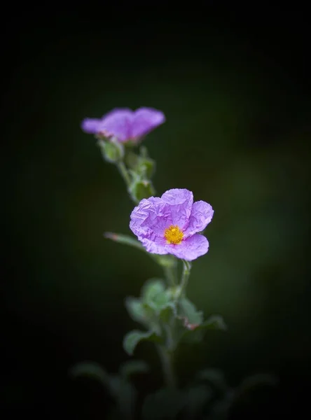 Vertical closeup shot of a beautiful purple-petaled flower with a blurred background — Stock Photo, Image