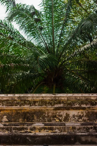 A palm tree plantation in South East Asia, The trees are used for Palm Oil production.