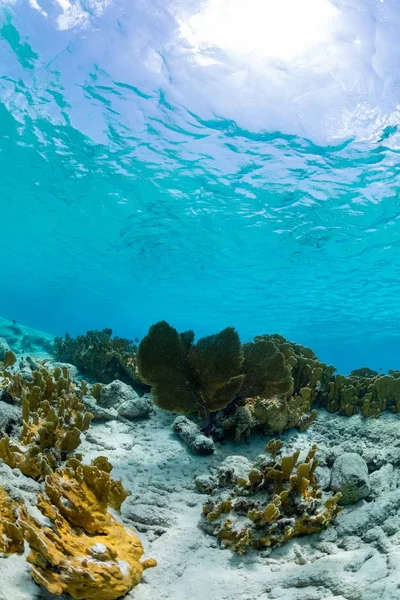 Vertikale Aufnahme der Unterwasserwelt des Ozeans, die in Kontakt mit dem Himmel in der Karibik kommt — Stockfoto