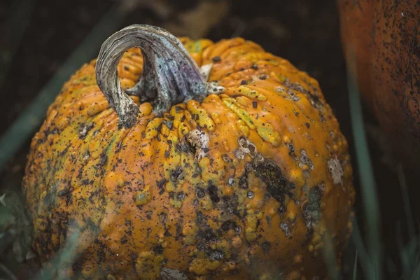 Orange rotten pumpkin perfect for using for Halloween theme — Stock Photo, Image