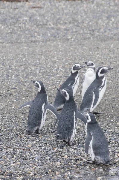Tiro vertical do rebanho de pinguins pretos bonitos em pé na costa pedregosa — Fotografia de Stock