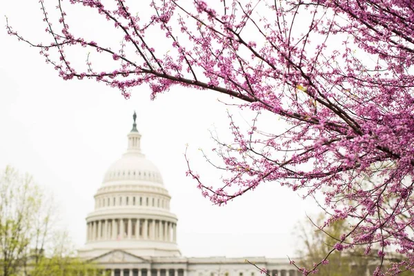 Strom s krásnými růžové třešňové květy květin se Spojenými státy Capitol v pozadí — Stock fotografie
