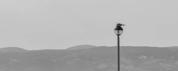 Graustufenaufnahme eines Vogels auf einer Straßenlaterne mit Bergen im Hintergrund — Stockfoto