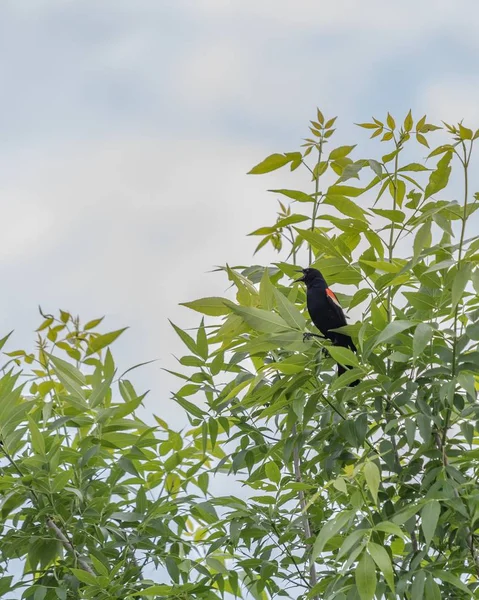 Tiro vertical de um belo melro de asas vermelhas sentado nas folhas de uma árvore — Fotografia de Stock