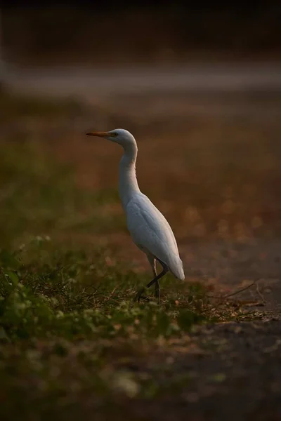 Bulanık arkaplanı olan güzel beyaz bir su kuşunun dikey odak noktası. — Stok fotoğraf