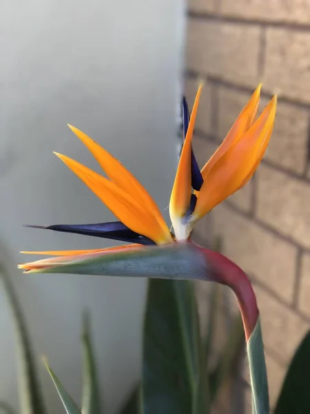 Vertikal Närbild Bild Orange Fågel Paradisblomma Suddig Bakgrund — Stockfoto