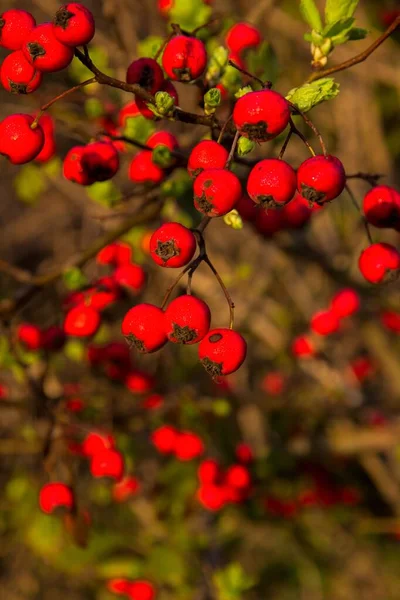 Fruiting Common hawthorn, Oneseed hawthorn, Crataegus monogyna, — стокове фото