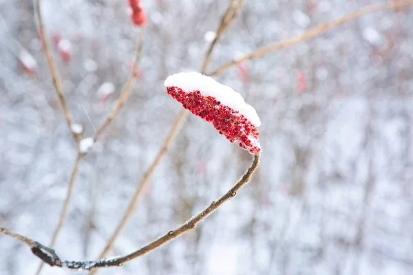 Selektive Fokusaufnahme einer schönen Pflanze mit roten, mit Schnee bedeckten Blüten auf verschwommenem Hintergrund — Stockfoto