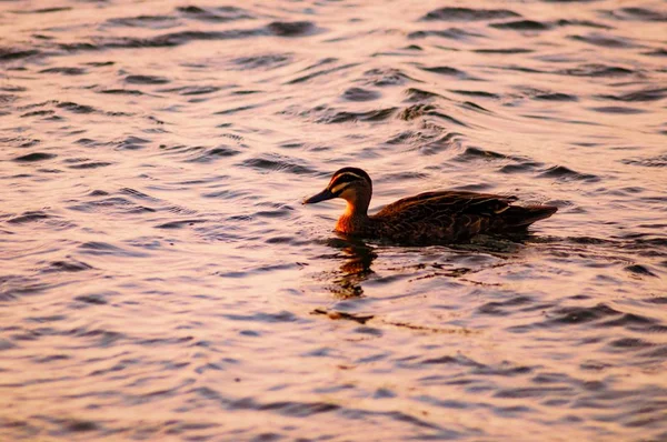 美丽的鸭子在水面上游动 — 图库照片