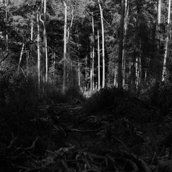 Escala de cinzas de uma floresta coberta de galhos de árvore e folhas sob a luz solar — Fotografia de Stock
