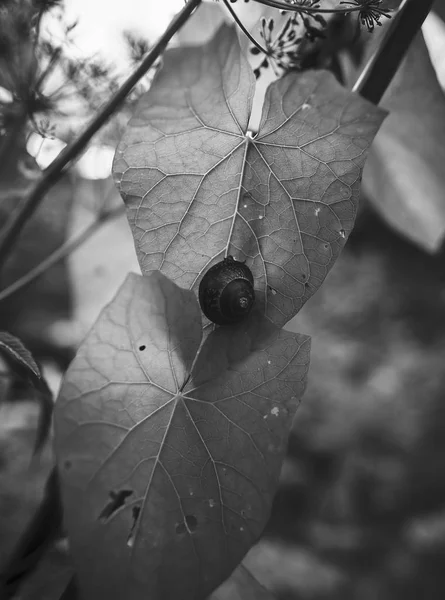 Κατακόρυφη γκρίζα φωτογραφία ενός χαριτωμένου έλικα σε ένα φύλλο στη μέση ενός δάσους — Φωτογραφία Αρχείου