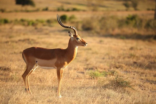 Een Prachtig Hert Velden Gevangen Afrikaanse Jungle — Stockfoto