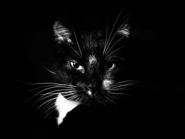 Closeup shot of an angry black cat with a black background — Stock Photo, Image