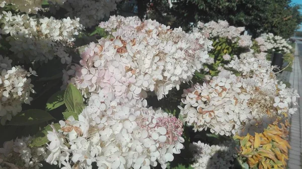 Close-up tiro de um arbusto de lindos lilases brancos crescendo na rua — Fotografia de Stock