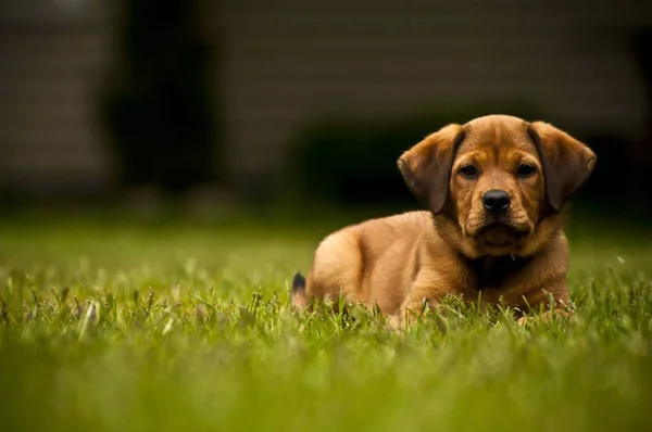 Selective focus shot of an adorable dog laying on a grassy field while looking at the camera — Stockfoto