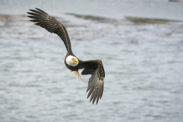 獲物を探して海を自由に飛ぶワシの選択的焦点ショット — ストック写真