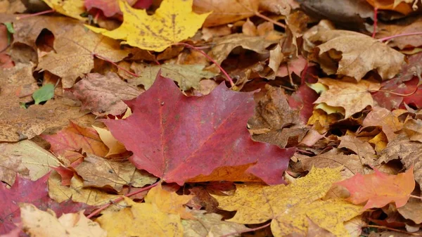 Primer plano de las hermosas hojas de otoño caídas de colores en el suelo —  Fotos de Stock