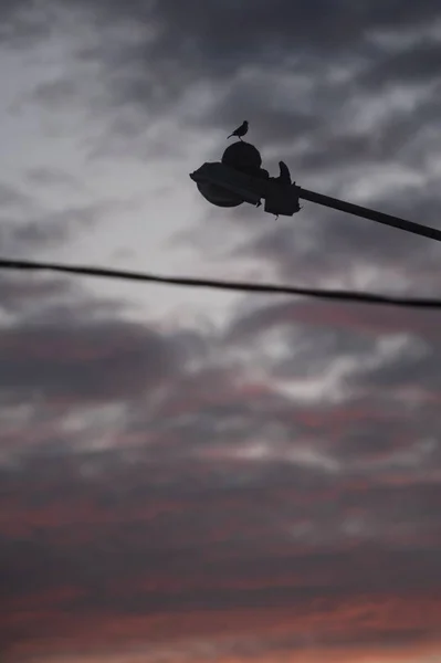 Silhouette en angle bas d'un oiseau perché sur un fil sous les nuages de tempête à couper le souffle — Photo