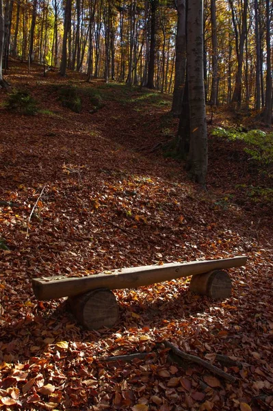 Vertikale Aufnahme einer schönen Holzbank im Wald mit abgefallenen Blättern in der Medvednica — Stockfoto