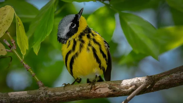 Magnolia Warbler Disparó Desde Paseo Marítimo Durante Migración Primavera Magee — Foto de Stock