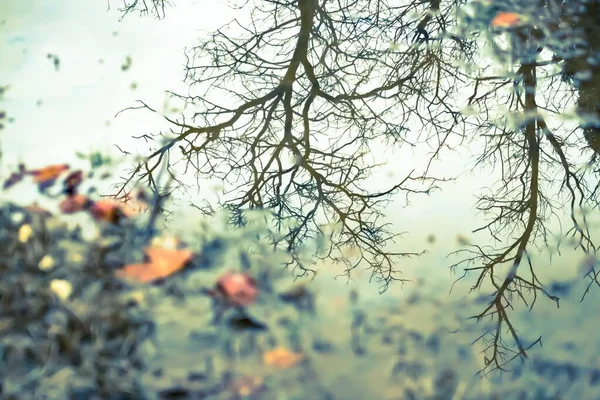 Piękne krajobrazy powierzchni wody z odbiciem gołych gałęzi drzew — Zdjęcie stockowe