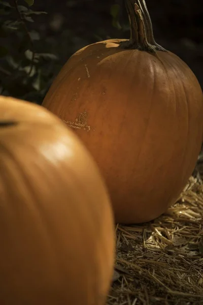 Primer plano de calabazas en el suelo rodeadas de vegetación con un fondo borroso — Foto de Stock