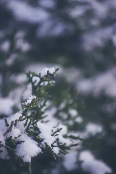 Close-up shot van mooie groene takken van een dennenboom — Stockfoto