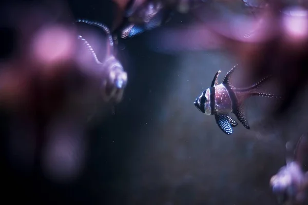Крупним планом риби в акваріумі з її відображенням під фіолетовими вогнями з розмитим тлом — стокове фото