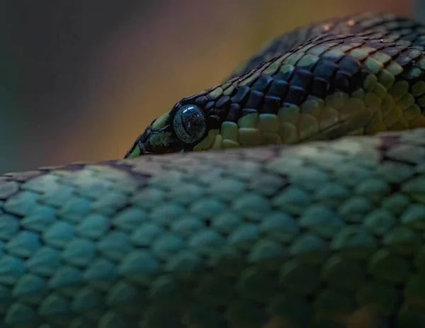 Primer plano de una serpiente azul con ojos azules abiertos sobre un fondo borroso — Foto de Stock