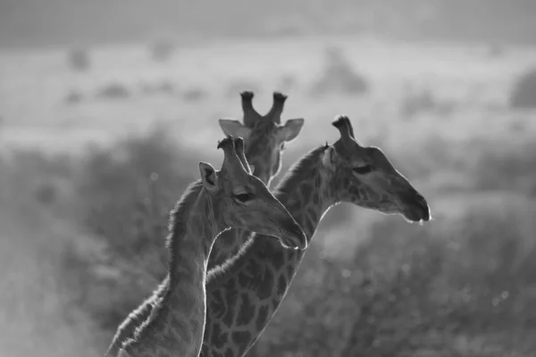 Balança cinzenta de um grupo de girafas capturadas no deserto — Fotografia de Stock